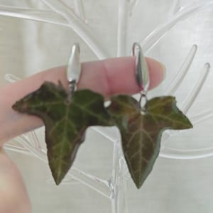 Cercei Iedera - Thumbnail 4